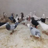 کبوتر