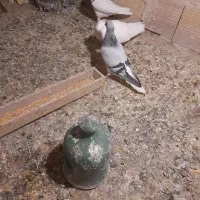 کبوددمسفید ماده|پرنده|قزوین, |دیوار