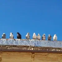 فروش ۶۰ تا ۷۰ تا کبوتر پرشی