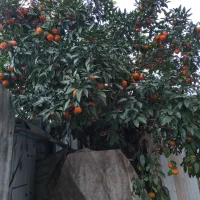 فروش میوه نارنج