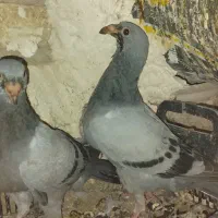 کبوترمسافتی|پرنده|بستان آباد, |دیوار