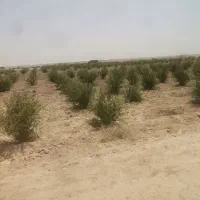 زمین-درخت-دار