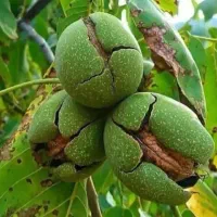 انواع گردو های خوشه ای|خدمات باغبانی و درختکاری|مشهد, پردیس|دیوار