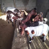 بزوبزغاله|حیوانات مزرعه|گنبد کاووس, |دیوار