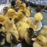اردک.جوجه.بلدرچین