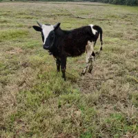 ورزا چالوسی