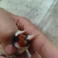 سهره نر|پرنده|اهواز, سلطانمنش|دیوار