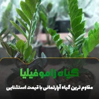 گیاه زاموفیلیا چهار سایز در گلوریا موجود شد