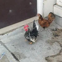 مرغ و خروس