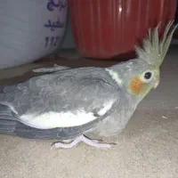 جوجه عروس هلندی