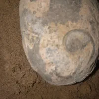 سنگ فوصیل دارچندمیلیونی