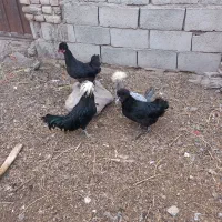 مرغ وخروس لهستانی اصل|حیوانات مزرعه|نیشابور, شهرک بهداری|دیوار