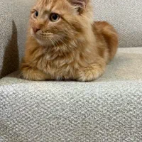 گربه نر ۷ماهه زیبا|گربه|رباط‌کریم, رباط‌کریم|دیوار