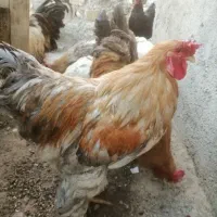 مرغ فروشی نژاد دار سالم بدون مریضی