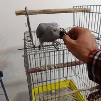 کاسکو سخنگو|پرنده|فولادشهر, زاینده رود|دیوار