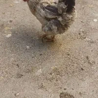 مرغ کردی تخم گذار
