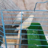 طوطی برزیلی