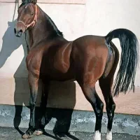 اسب جهت کشش مادیان