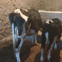 گاو‌گوساله‌نر‌سیمینتال|حیوانات مزرعه|سنندج, |دیوار