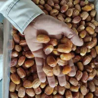 خرما زاهدی(قصب) و ضایعات قصب|خوردنی و آشامیدنی|شیراز, آبیاری|دیوار