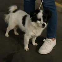 سگ پاکوتاه روباهی|سگ|مشهد, ایثار|دیوار