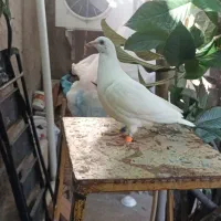 جوجه مسافتی