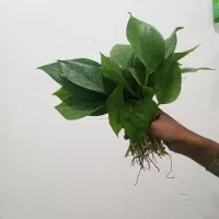 قلمه گل پتوس ریشه دار پرگ پهن بسیار کم یاب