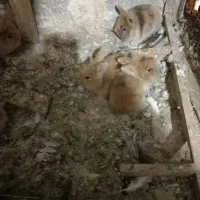 سلام 6عدد به خرگوش لوپ همه سالم وسرحال