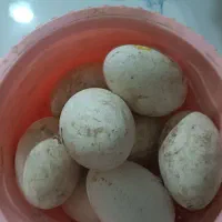 تخم غاز تازه