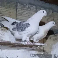 کبوتر پشتدار