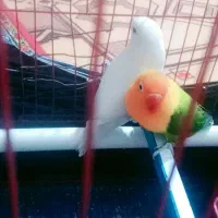 یک جفت طوطی کتوله سرتخم هست|پرنده|ایرانشهر, |دیوار