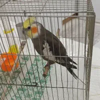 عروس هلندی نر