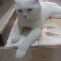 گربه اسکاتیش استیریت فقط برای جفت گیری