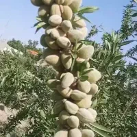 نهالستان حسینی|خدمات باغبانی و درختکاری|یاسوج, |دیوار