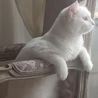 واگذاری گربه