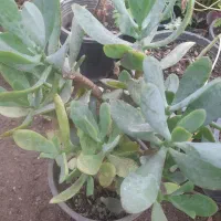 تعدادی گل طبیعی|گل و گیاه طبیعی|زنجان, |دیوار