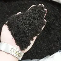 چای شاهپسند لاهیجان