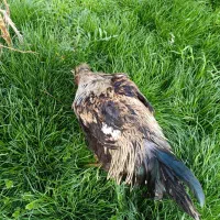 مرغ و خروس کاکلی