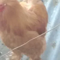 فروش خروس برهما اصلاح نژاد شده درشت و زیبا