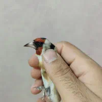 سهره نر|پرنده|کرج, مهرویلا جنوبی|دیوار