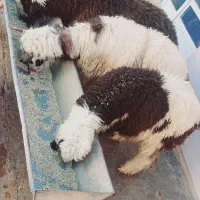 بره چاق چاق روغنی|حیوانات مزرعه|مسجد سلیمان, |دیوار