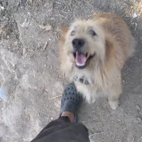 سگ امانت گم شده|سگ|دزفول, |دیوار