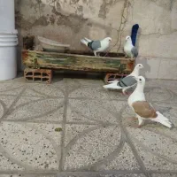 چهارتا یکجا