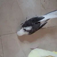 یک جفت عروس هلندی مولد|پرنده|خورموج, |دیوار