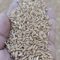 گندم ریژاو تمیز