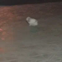 حیوان خرگوش