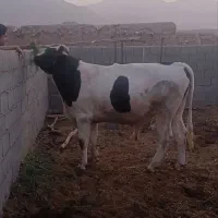 گوساله نر
