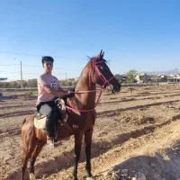 اسب نریان دره‌شوری|اسب و تجهیزات اسب‌سواری|شیراز, نصرآباد|دیوار