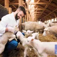 کارگر دامداری