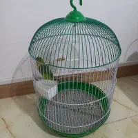 طوطی برزیلی|پرنده|لاهیجان, خالو باغ|دیوار